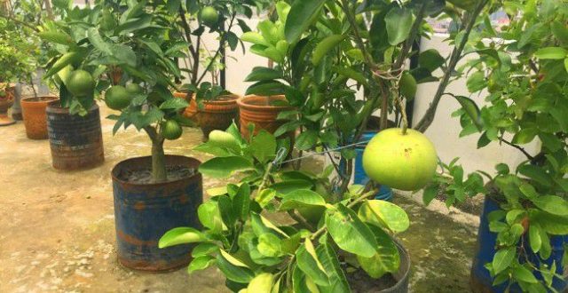 ছাদে অথবা ঘরের বারান্দায় অথবা বাড়ির আঙ্গিনায় লেবু চাষ পদ্ধতি