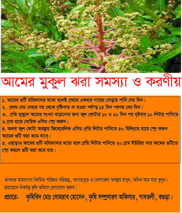 আমের মুকুল ঝরা সমস্যা ও করণীয়