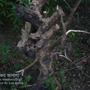 কুলের উঁইপোকা