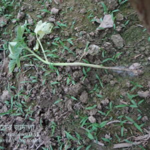 টমেটোর চারা ধ্বসা রোগ