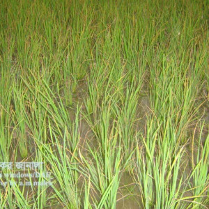 পটাশ সারের ঘাটতি