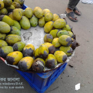 আমের বোটা পঁচা রোগ