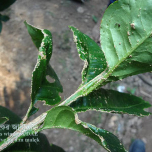 লেবুর স্ক্যাব বা দাদ রোগ