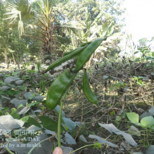 শিমের হোয়াইট মোল্ড রোগ