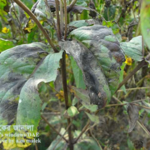 গর্জন তিলের পাতার দাগরোগ