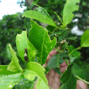 লেবুর প্রজাপতি