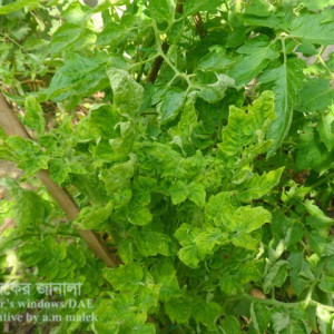 টমেটোর বুশি স্টান্ট রোগ