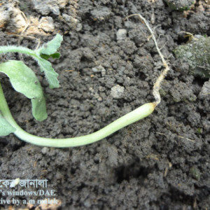 তরমুজের গোড়া পচা রোগ